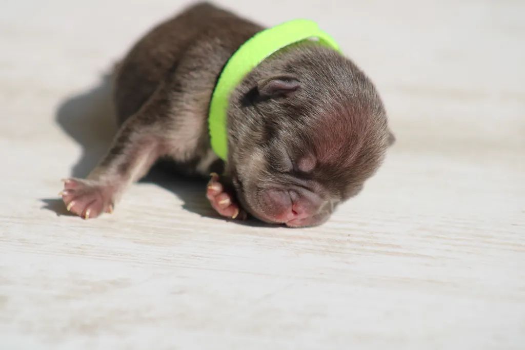 chiot male bouledogue français cocoa tan chocolat tan poils long disponible à la réservation