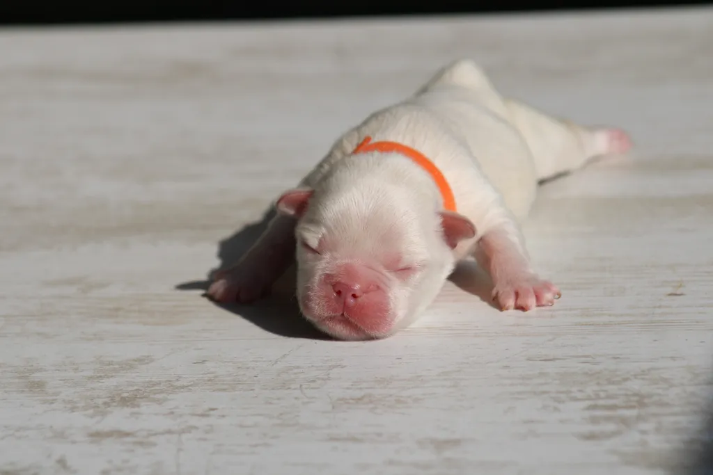 Chiot bouledogue français exotique mâle lilas tan platinium fluffy
