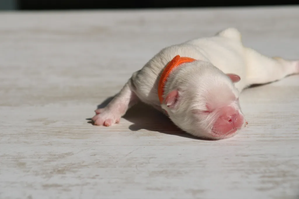 Chiot bouledogue français exotique mâle lilas tan platinium fluffy