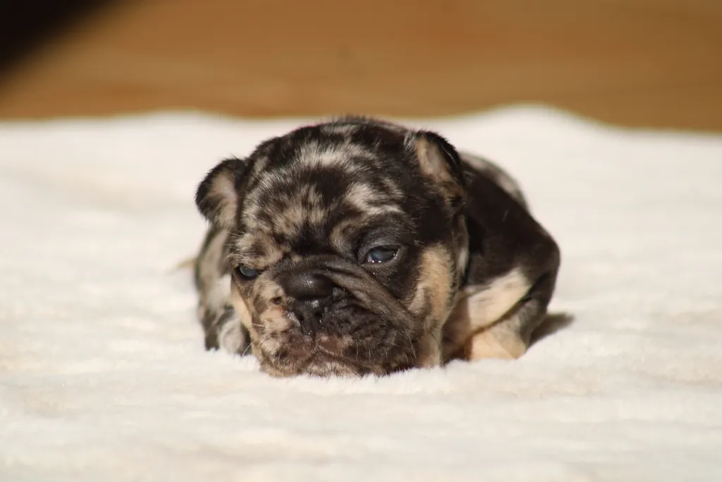 chiot male bouledogue français exotique black merle tan disponible à la réservation