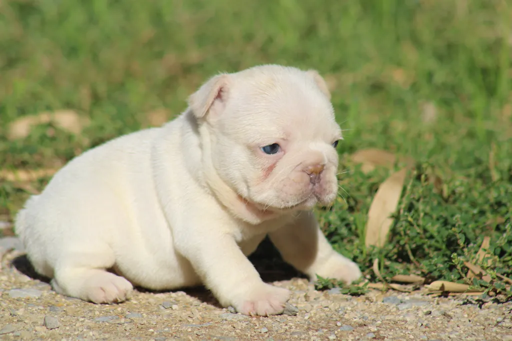 chiot male bouledogue français exotique lilas tan platinium disponible à la réservation
