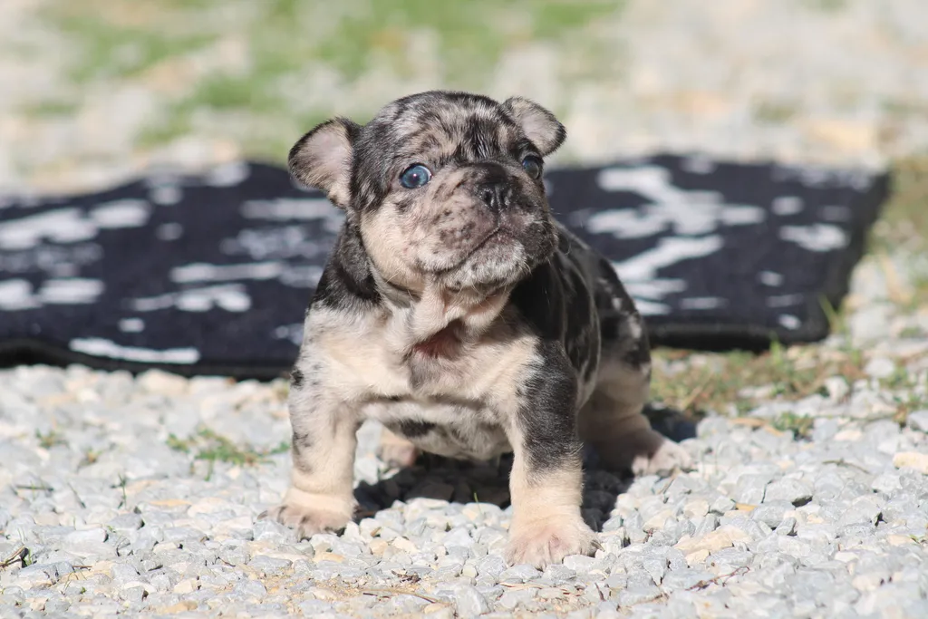 chiot male bouledogue français exotique black merle tan disponible à la réservation