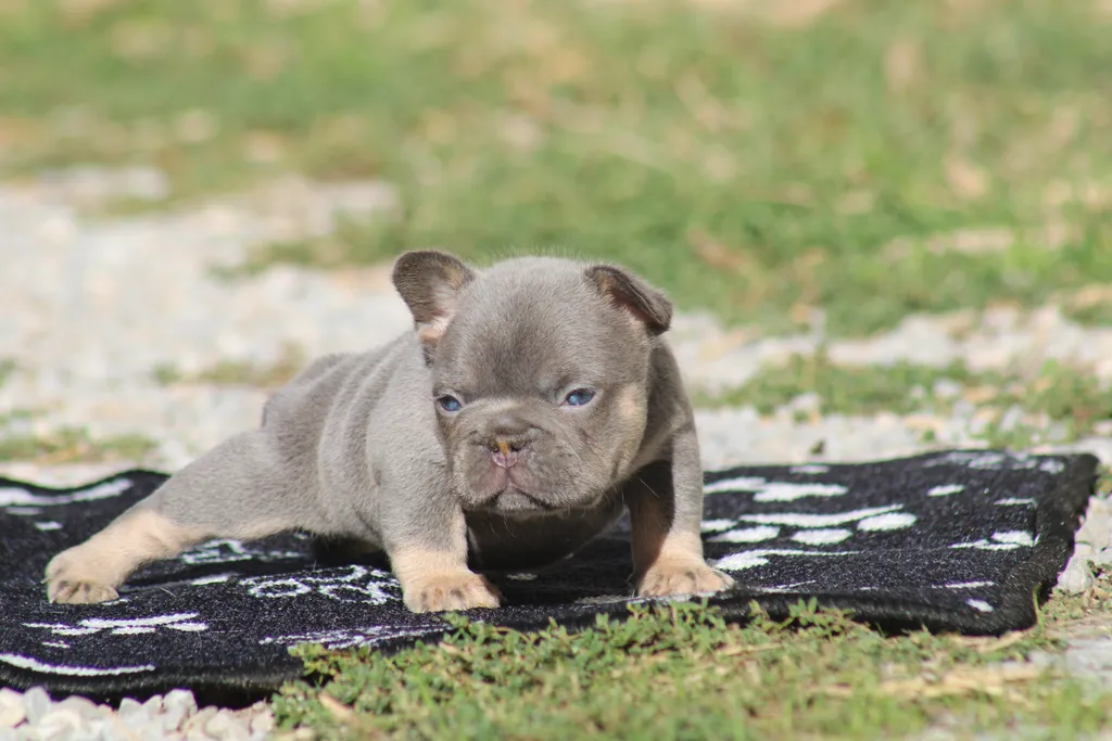 chiot femelle bouledogue français exotique lilas tan réservée