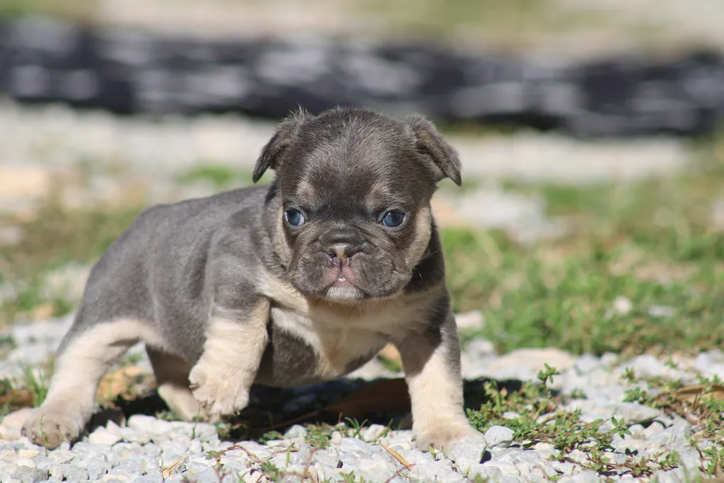 chiot male bouledogue français exotique bleu tan pose dans le gravier et disponible à la réservation
