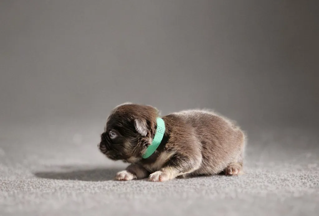 chiot male bouledogue français cocoa tan fluffy réservé