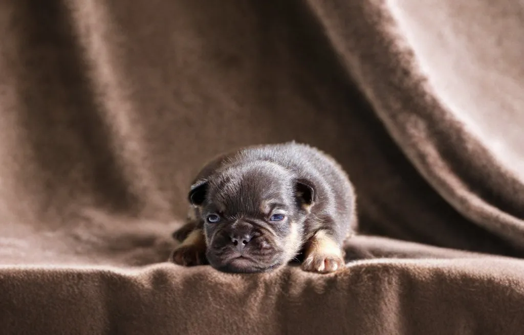 Chiots femelle bouledogue français exotique couleur black tan