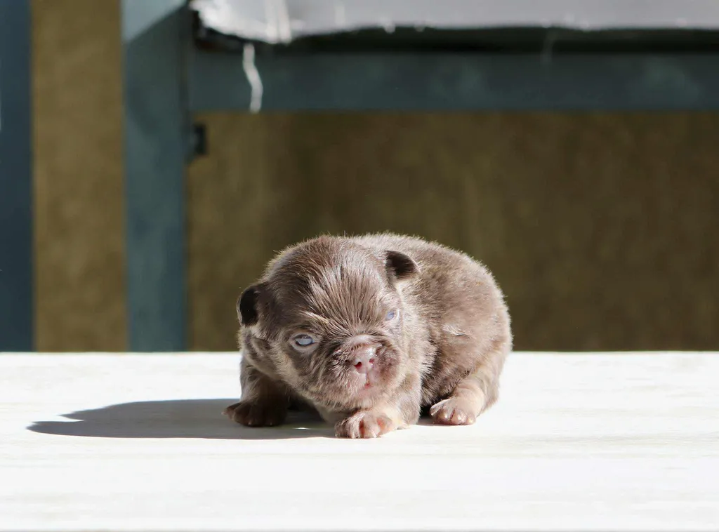 chiot male bouledogue français cocoa tan chocolat tan fluffy disponible à la réservation
