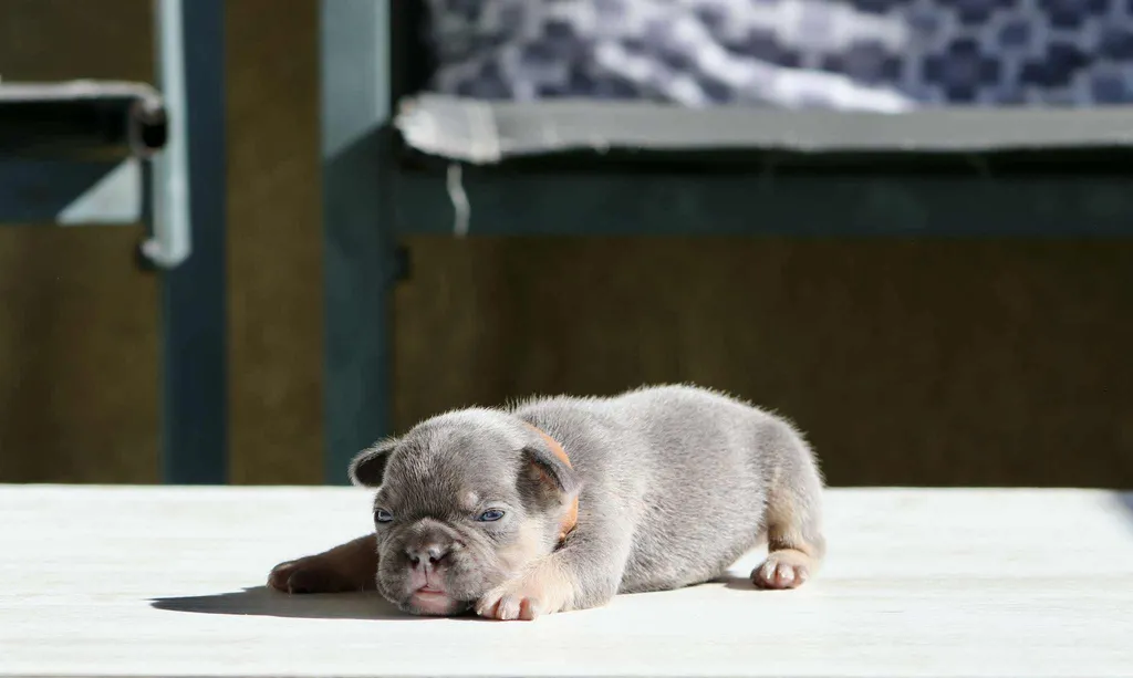 Chiots male bouledogue français exotique couleur lilas tan poils court disponible à la réservation