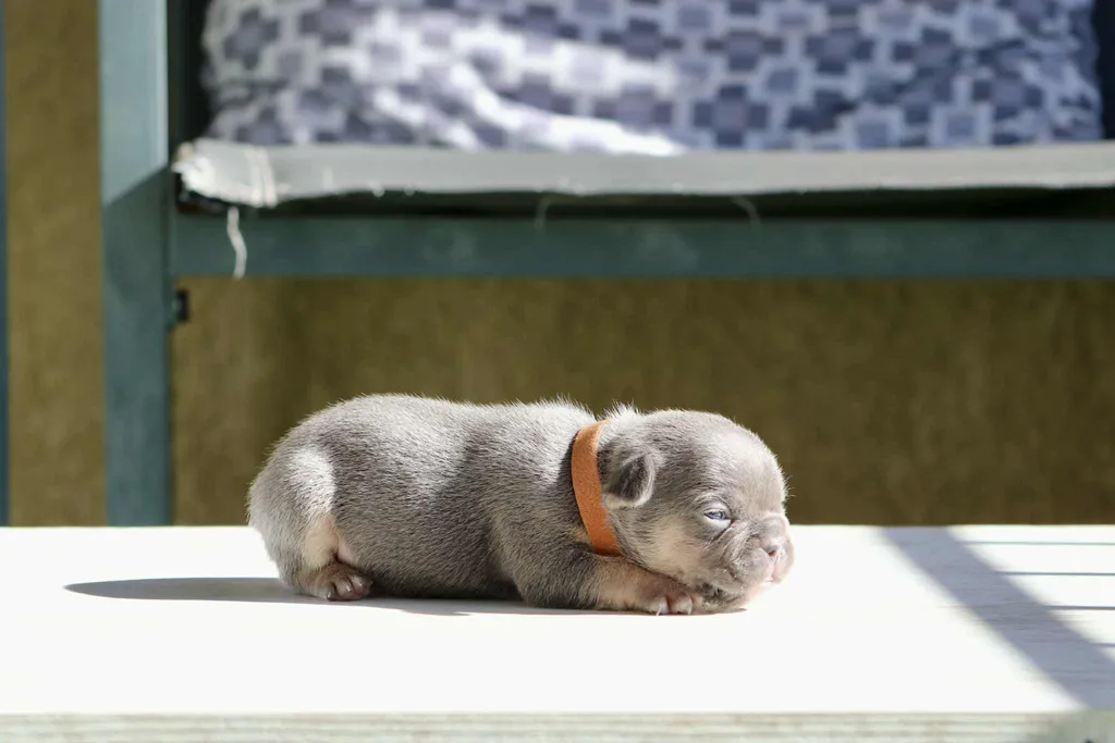 Chiots male bouledogue français exotique couleur lilas tan poils court disponible à la réservation