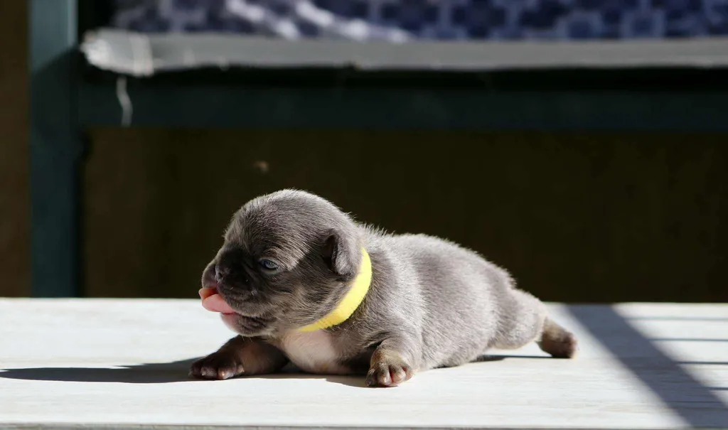 Chiots femelle bouledogue français exotique couleur lilas tan disponible à la réservation