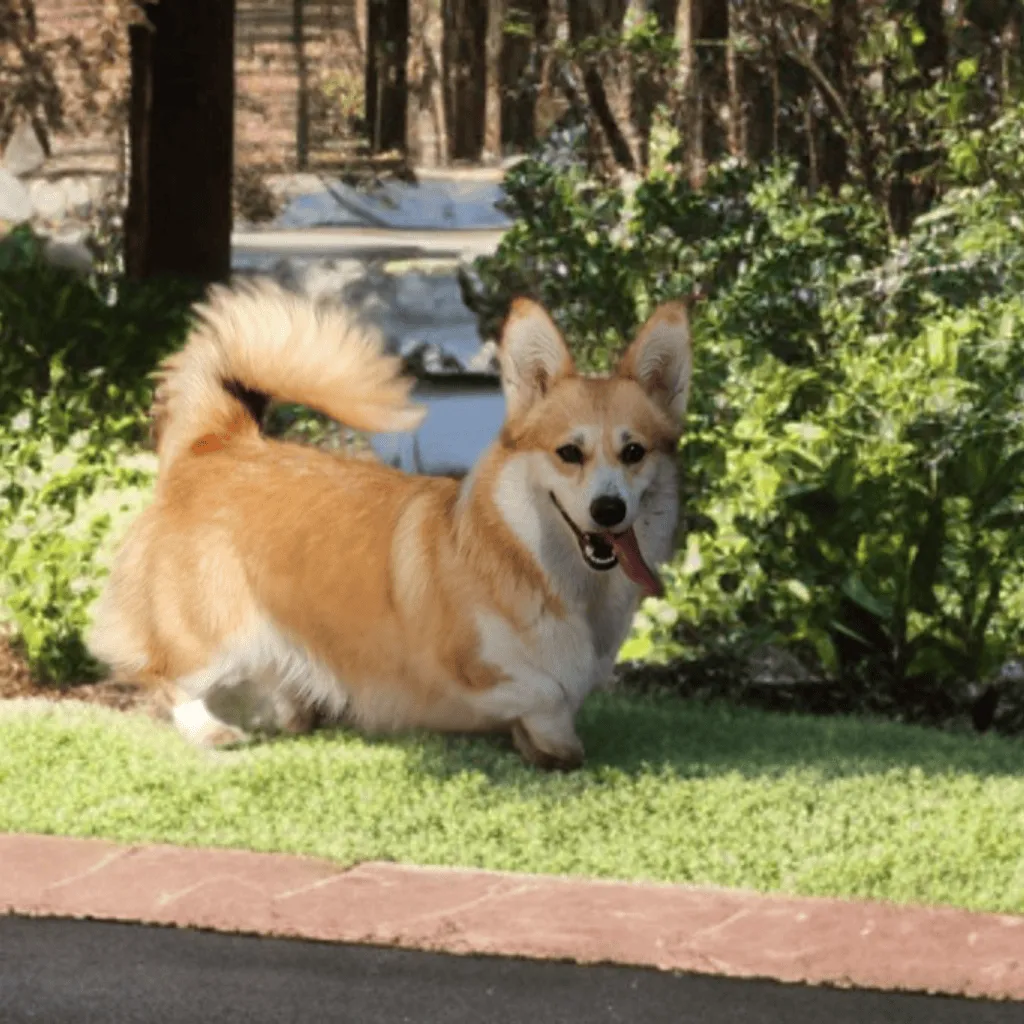 femelle welsh corgi pembroke fauve et blanche qui se balade dans un parc municipal