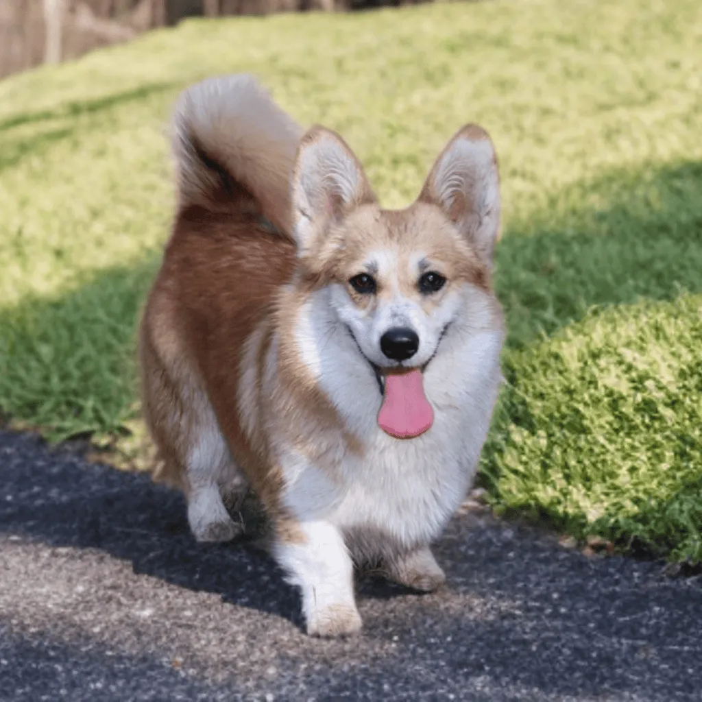 femelle welsh corgi pembroke fauve et blanche pris en gros plan de face