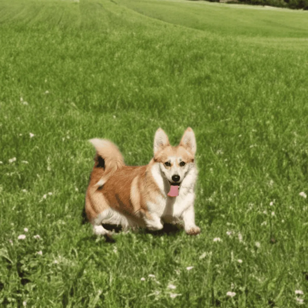 femelle welsh corgi pembroke fauve et blanche qui court dans un champ