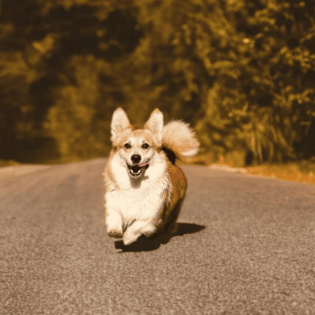femelle welsh corgi pembroke fauve et blanche qui court sur une route de campagne ensoleillé