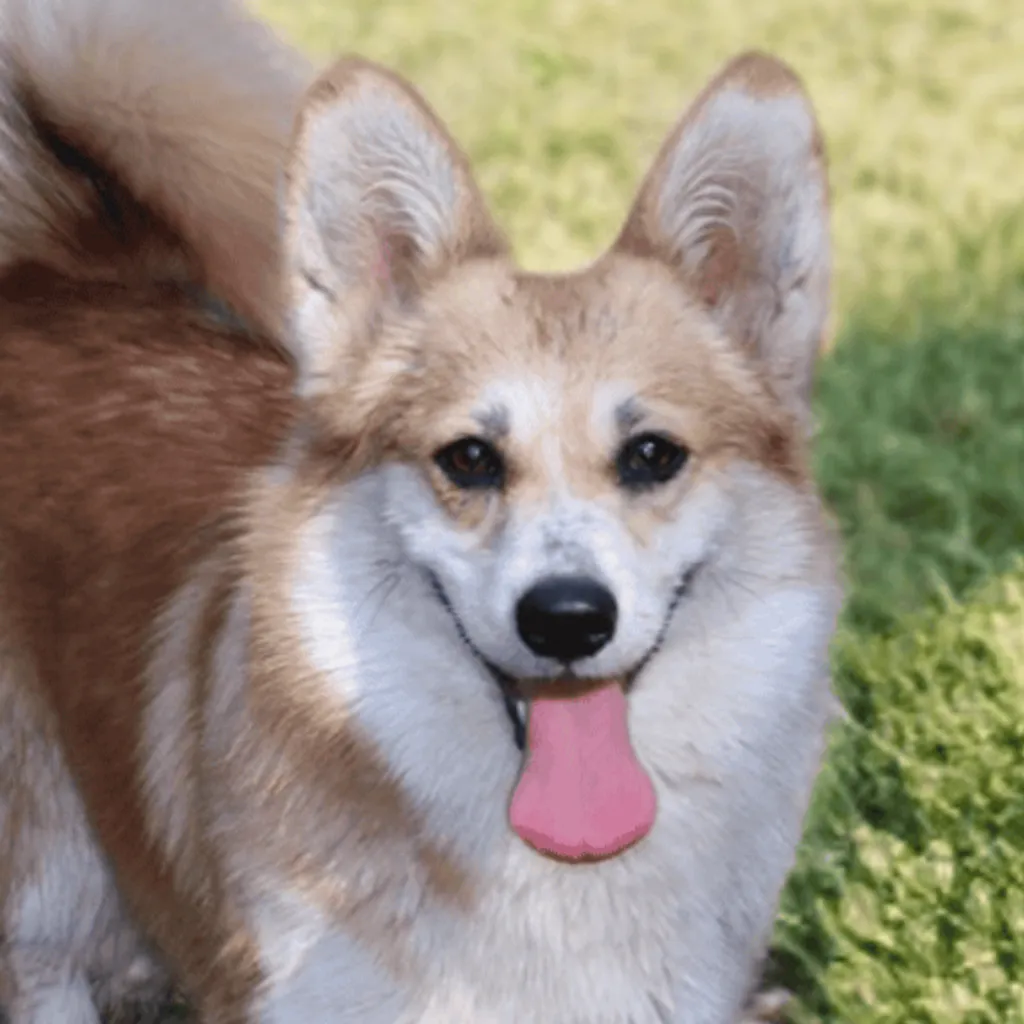 Photo de profil de Corginette Welsh Corgi Pembroke