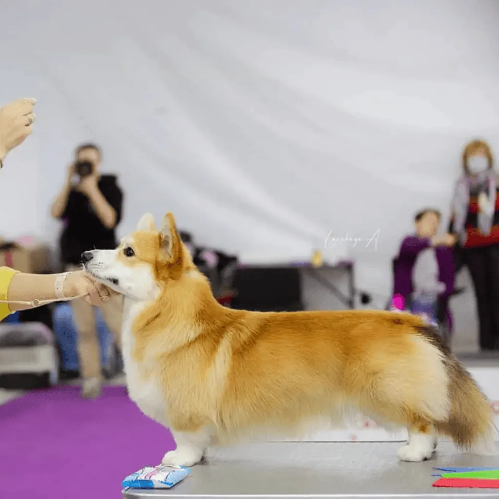 Mâle Welsh Corgi Pembroke Fauve et Blanc