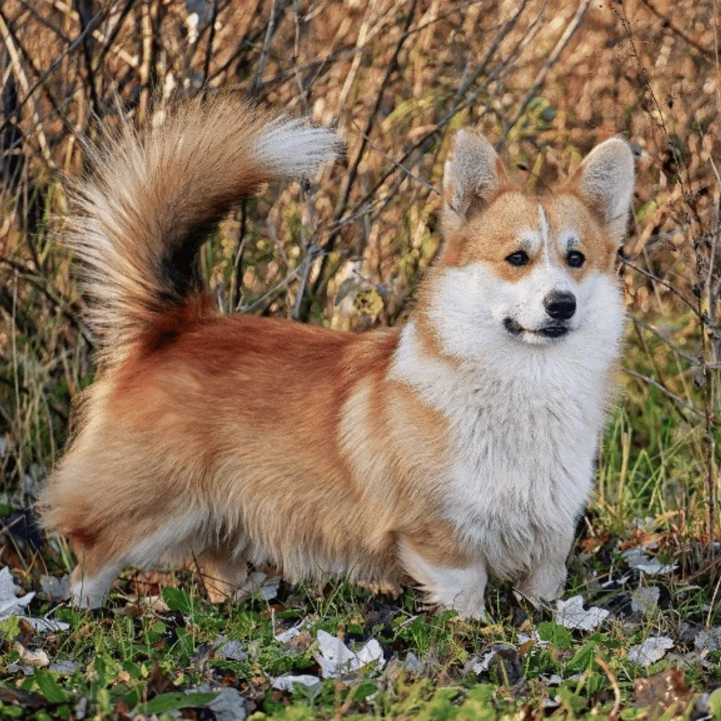 Male Welsh Corgi Pembroke Fauve et Blanc