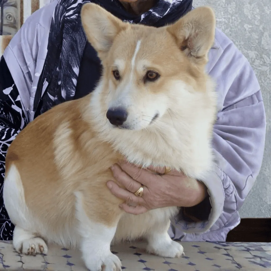 Mâle Welsh Corgi Pembroke Fauve et Blanc