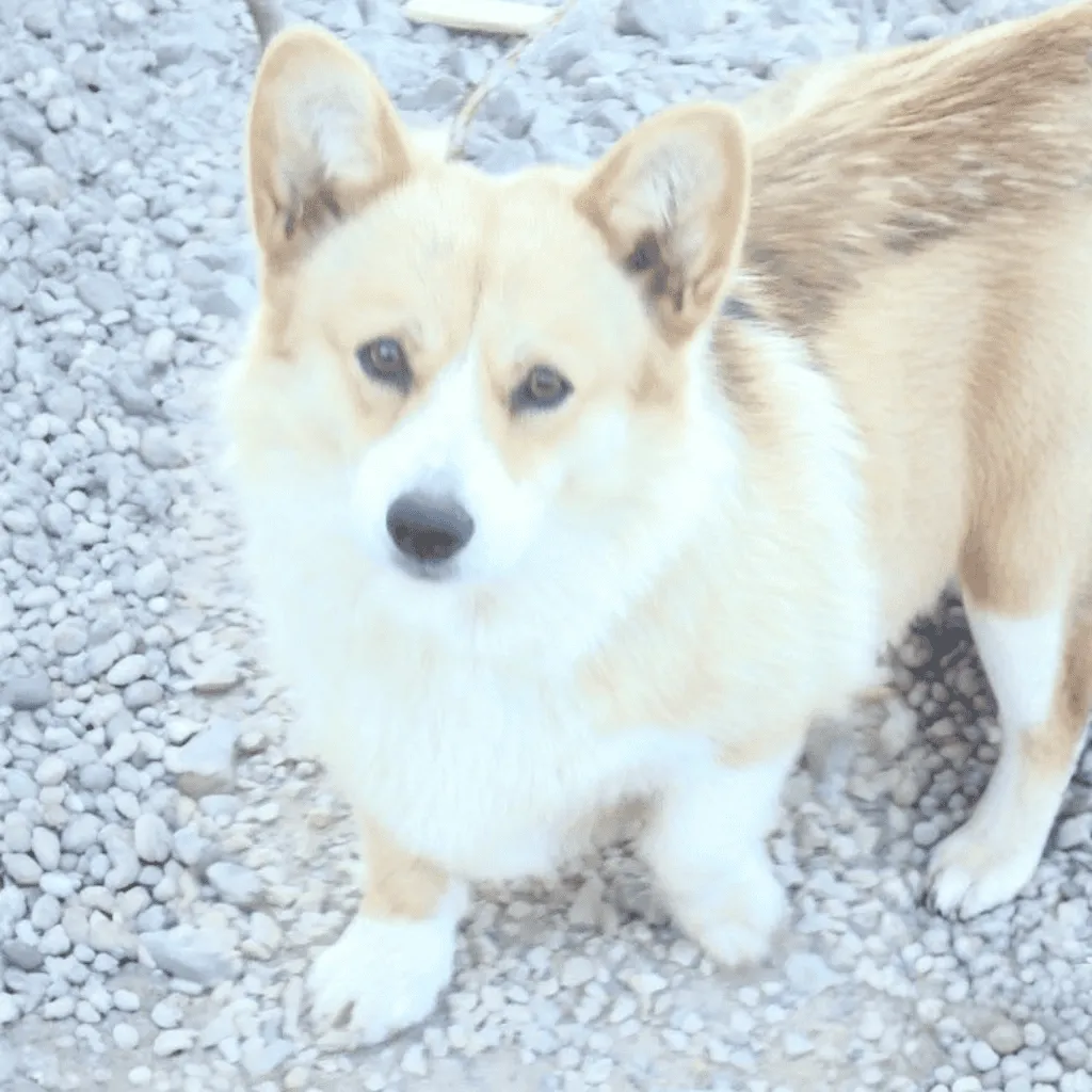 Femelle Welsh Corgi Pembroke Fauve et Blanc