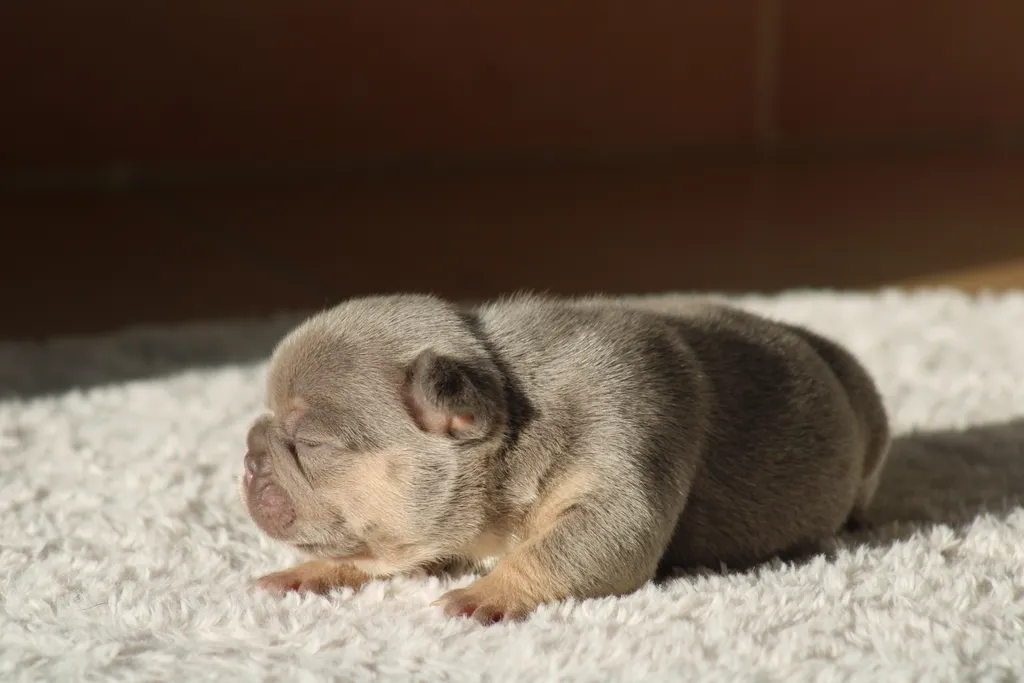 chiot femelle bouledogue français couleur lilas tan disponible à la réservation