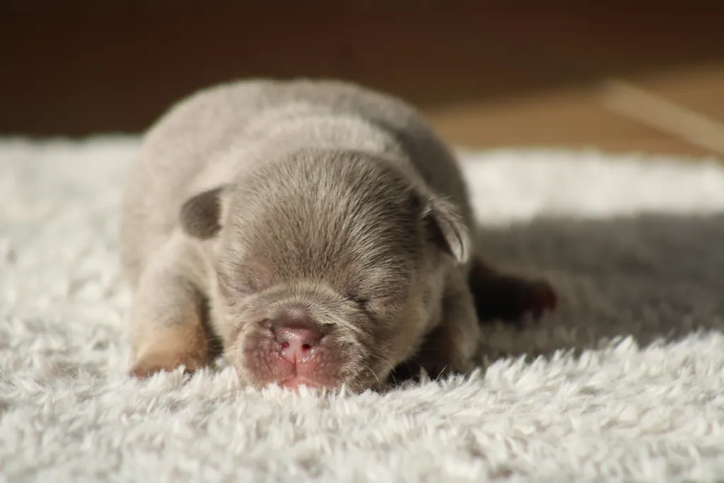 chiot femelle bouledogue français couleur lilas tan disponible à la réservation
