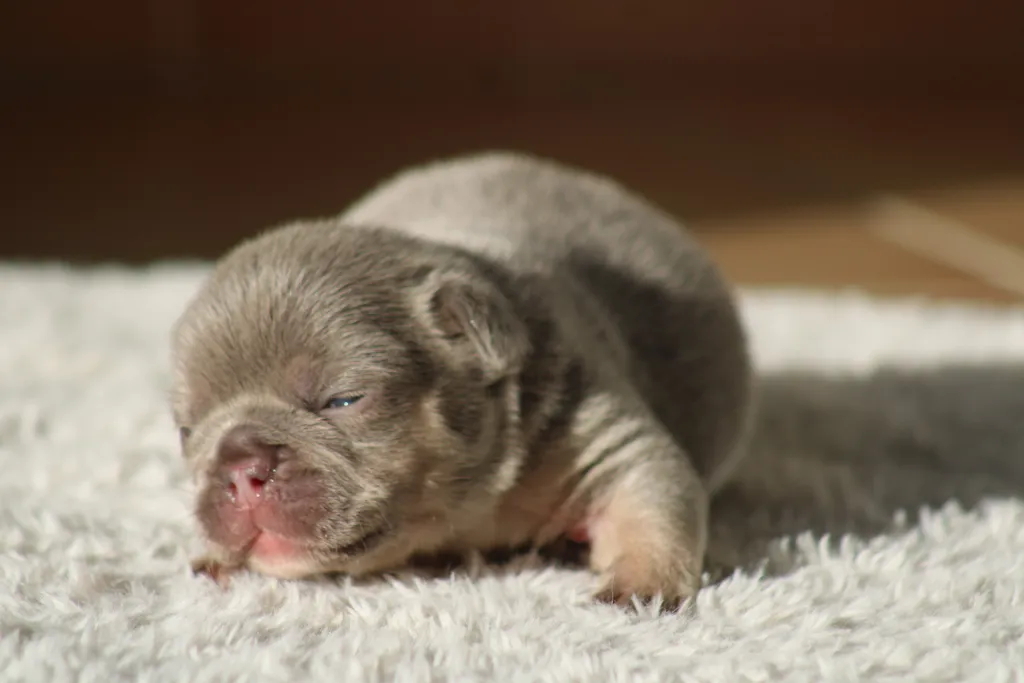 chiot femelle bouledogue français couleur lilas tan disponible à la réservation