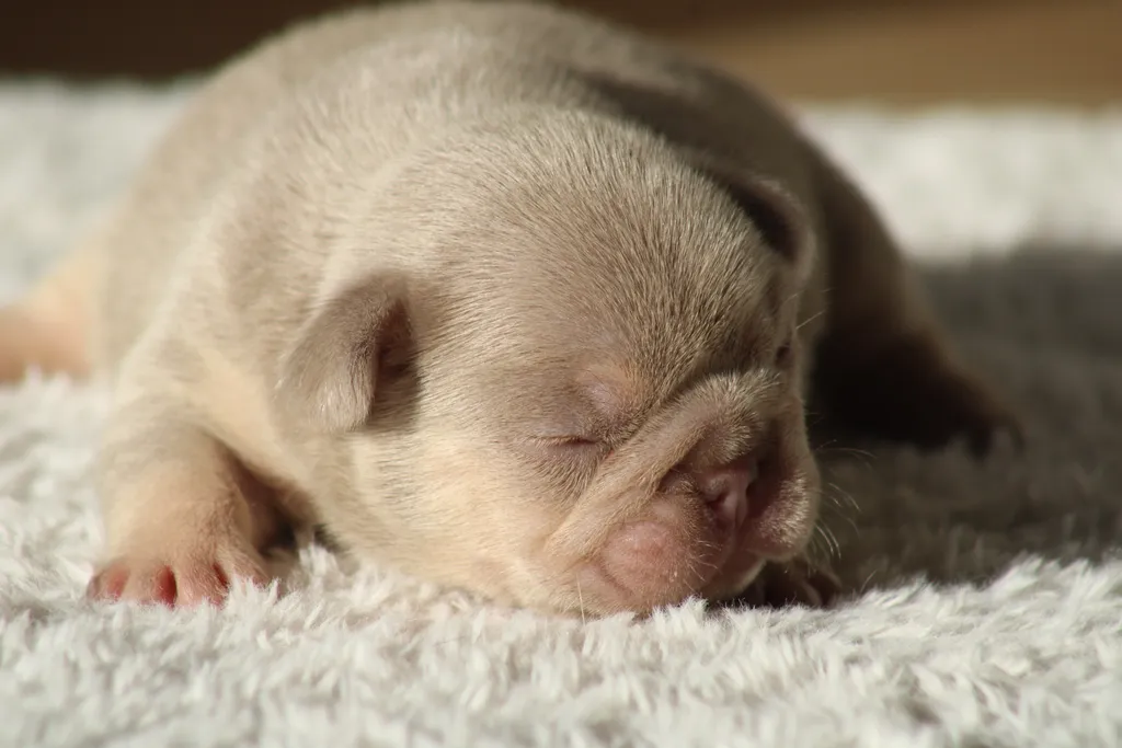 chiot femelle bouledogue français couleur isabella tan new shade disponible à la réservation