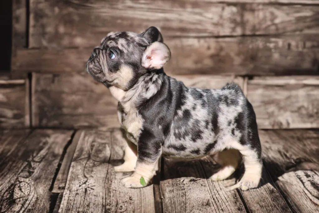 chiot male bouledogue français exotique black merle tan disponible à la réservation