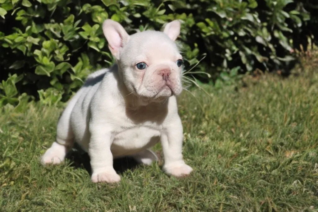 chiot male bouledogue français exotique lilas tan platinium disponible à la réservation