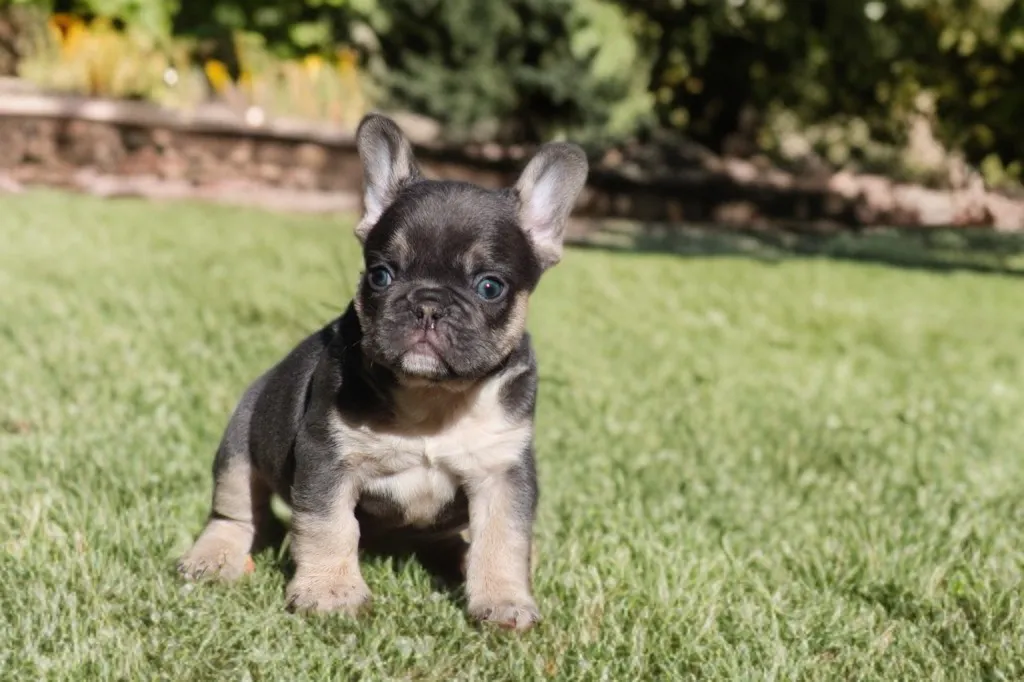 chiot male bouledogue français exotique bleu tan pose dans le gravier et disponible à la réservation