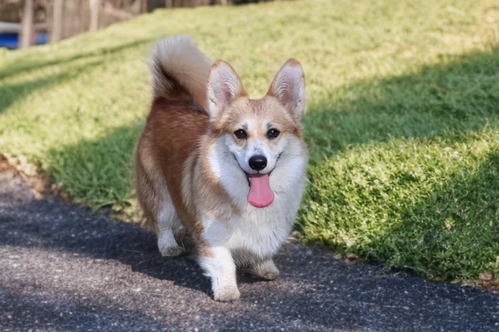 Femelle welsh Corgi Pembroke fauve et blanc en gros plan sur de la pelouse