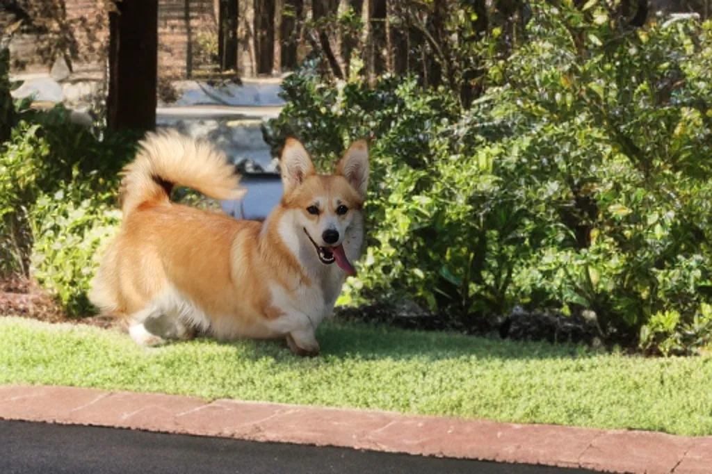femelle welsh corgi pembroke de couleur fauve et blanc qui marche dans la pelouse