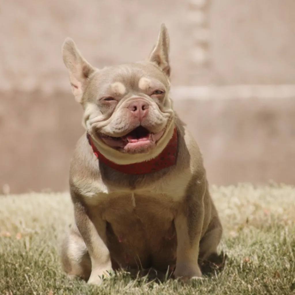 Naomie - Bouledogue Français Exotique