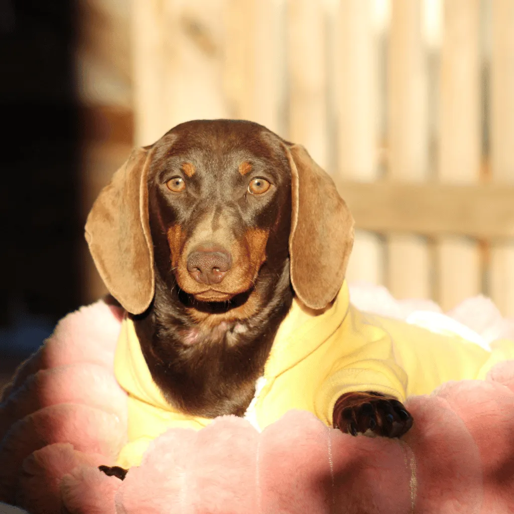 femelle teckel naine chocolat tricolore  pose avec avec un gilet jaune