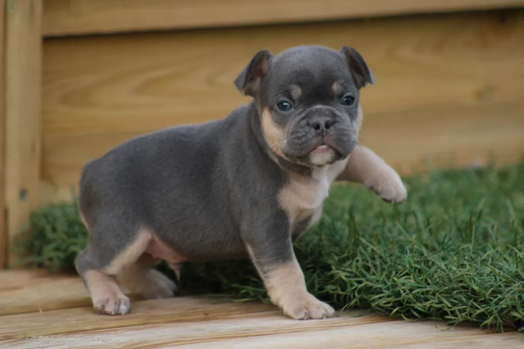 Chiots male bouledogue français exotique couleur lilas tan poils court yeux bleus disponible à la réservation