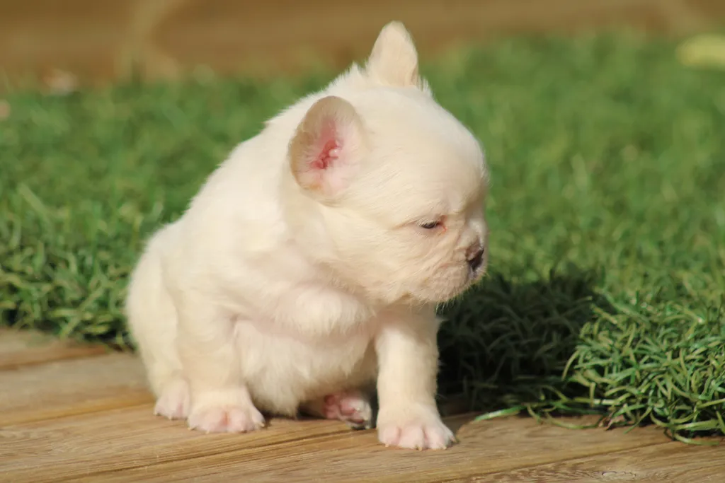 Chiot bouledogue français exotique mâle lilas tan platinium fluffy