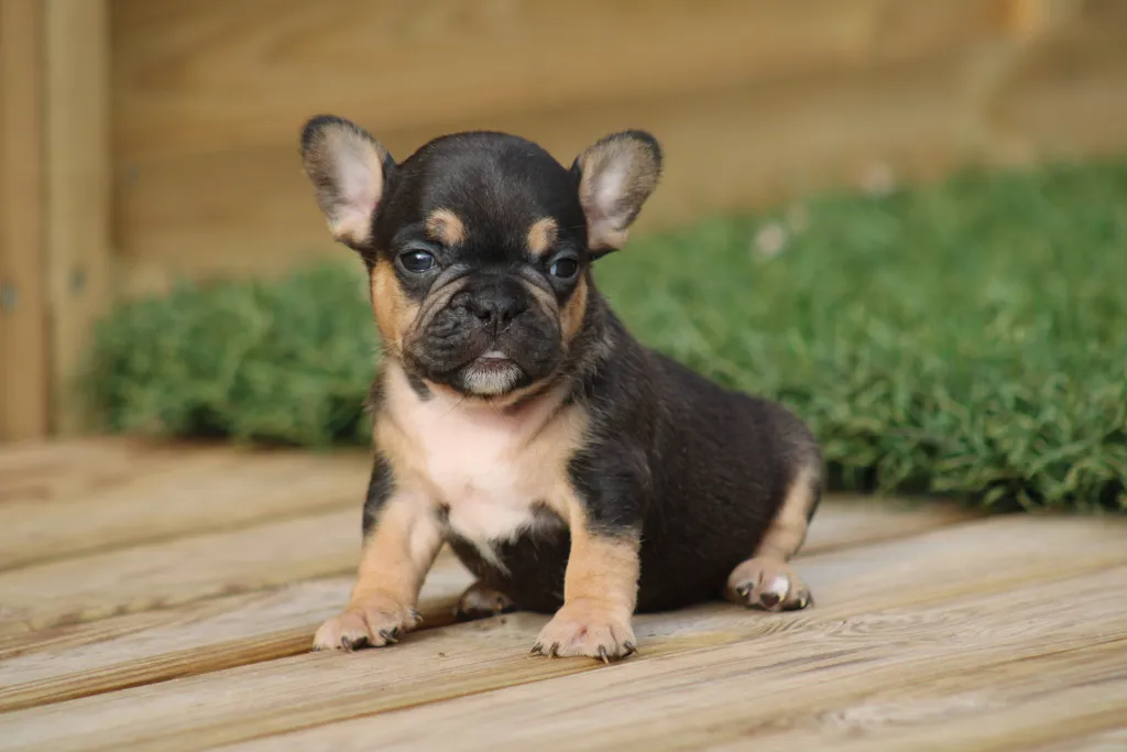 chiot male bouledogue français cocoa cherry tan disponible à la réservation