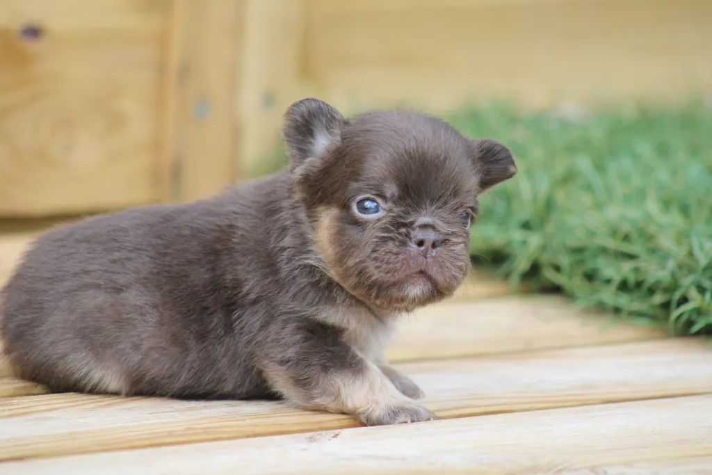 chiot male bouledogue français cocoa tan chocolat tan fluffy disponible à la réservation