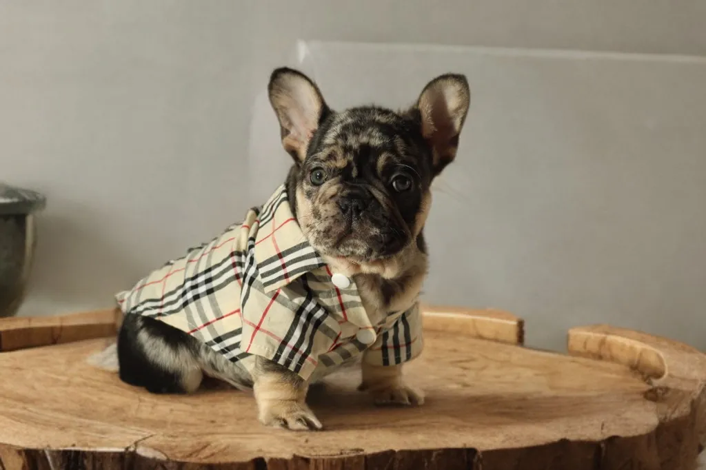 chiot male bouledogue français exotique black merle tan à vendre