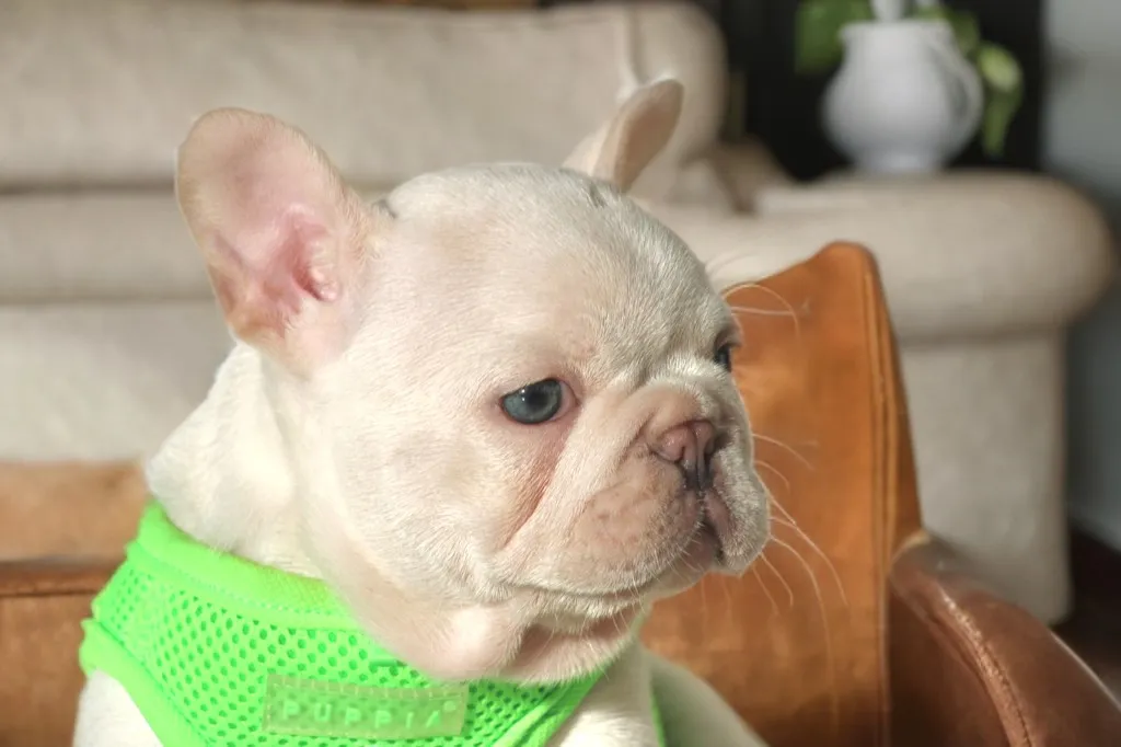chiot male bouledogue français exotique lilas tan platinium à vendre
