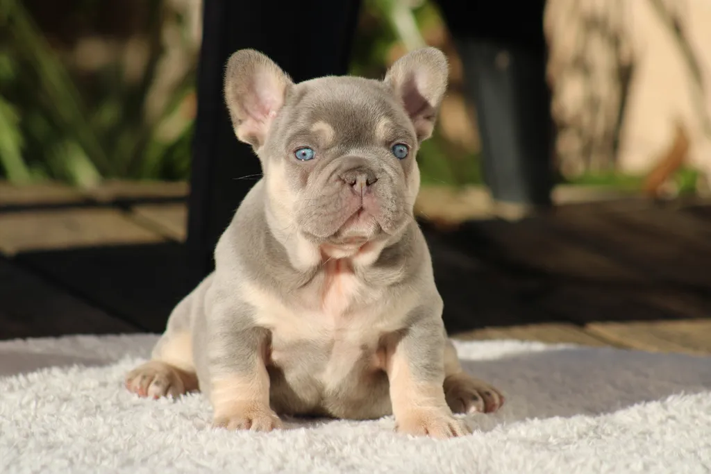 chiot femelle bouledogue français couleur lilas tan disponible à la réservation