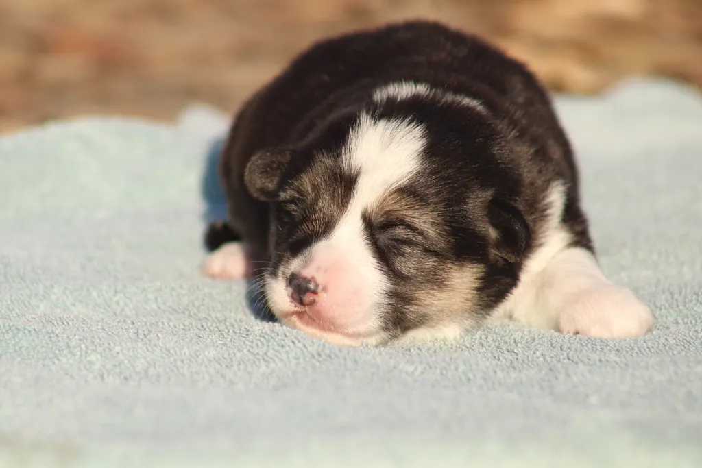chiot femelle corgi pembroke noir et feu pose au soleil