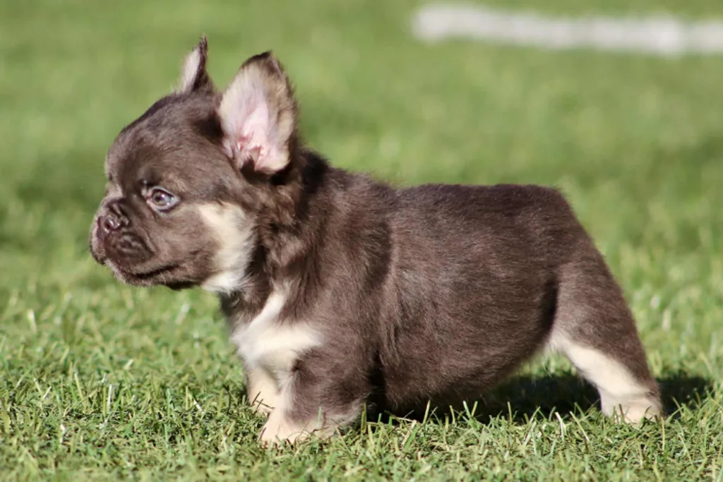 chiot male bouledogue français cocoa tan chocolat tan fluffy pose sur la pelouse