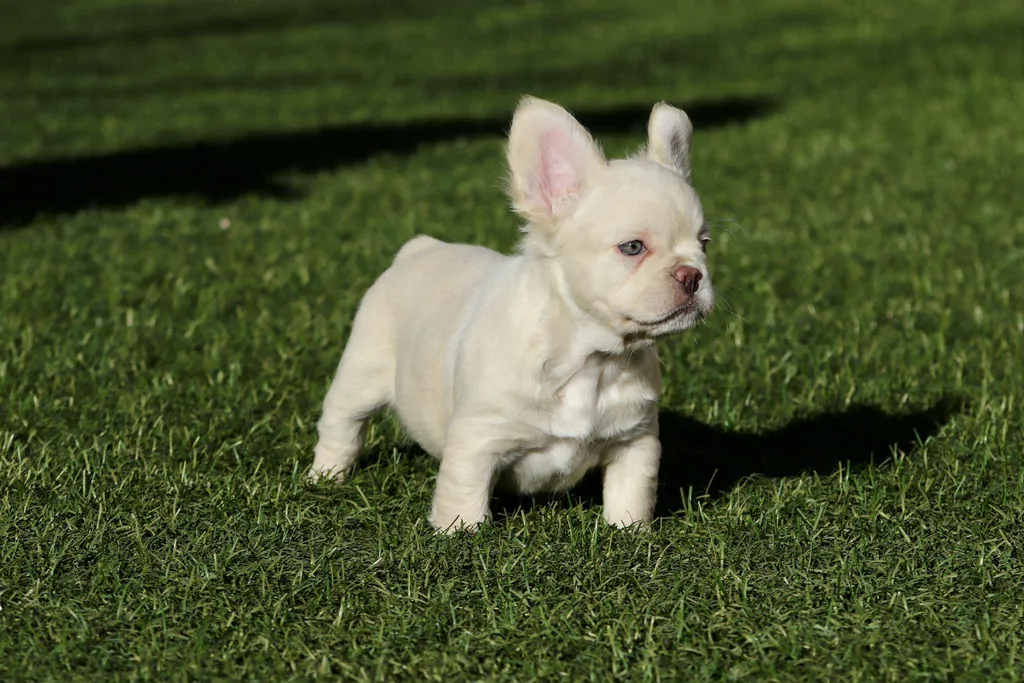 Chiot bouledogue français exotique mâle lilas tan platinium fluffy