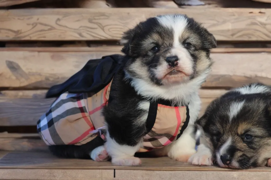 chiot femelle corgi pembroke pose avec une robe burberry