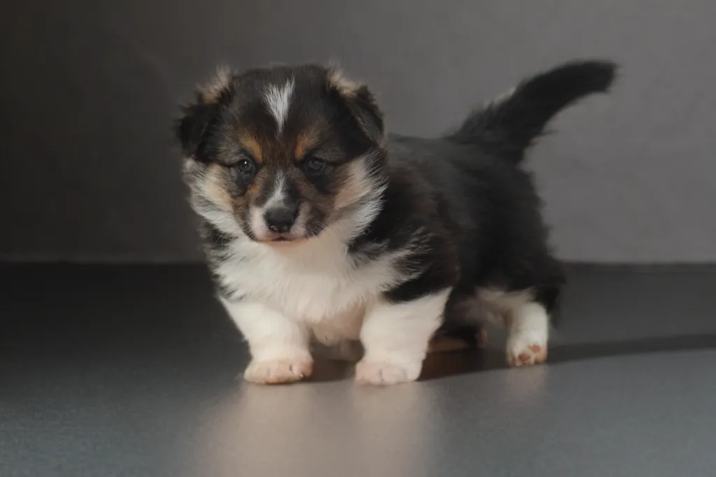 chiot mâle corgi pembroke couleur noir et sable et blanc
