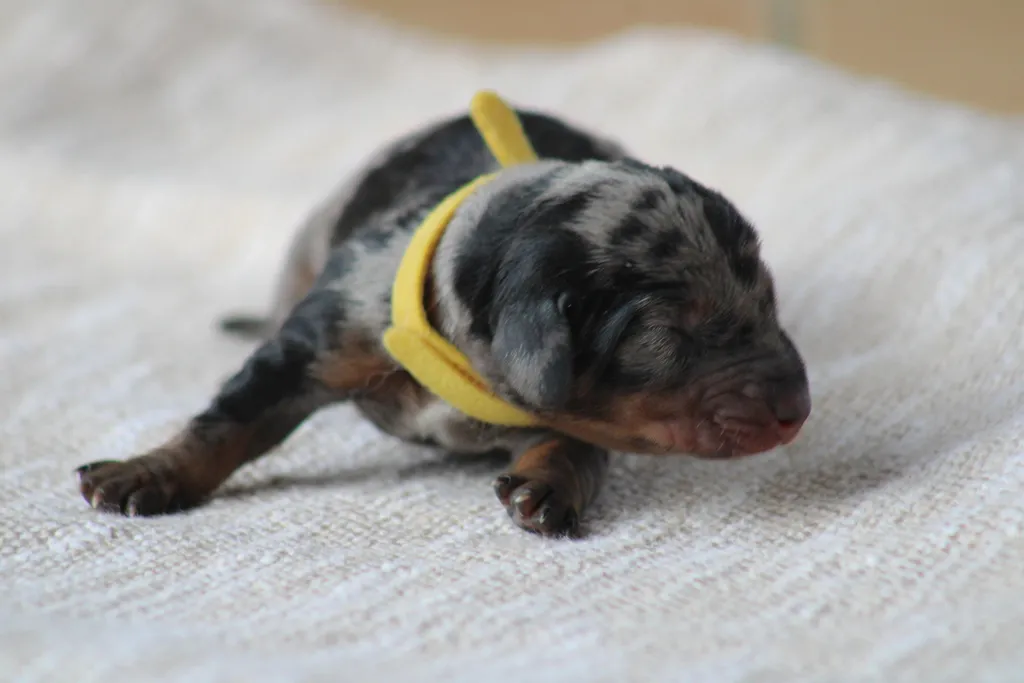 chiot male teckel couleur arlequin noir et feu fils champion