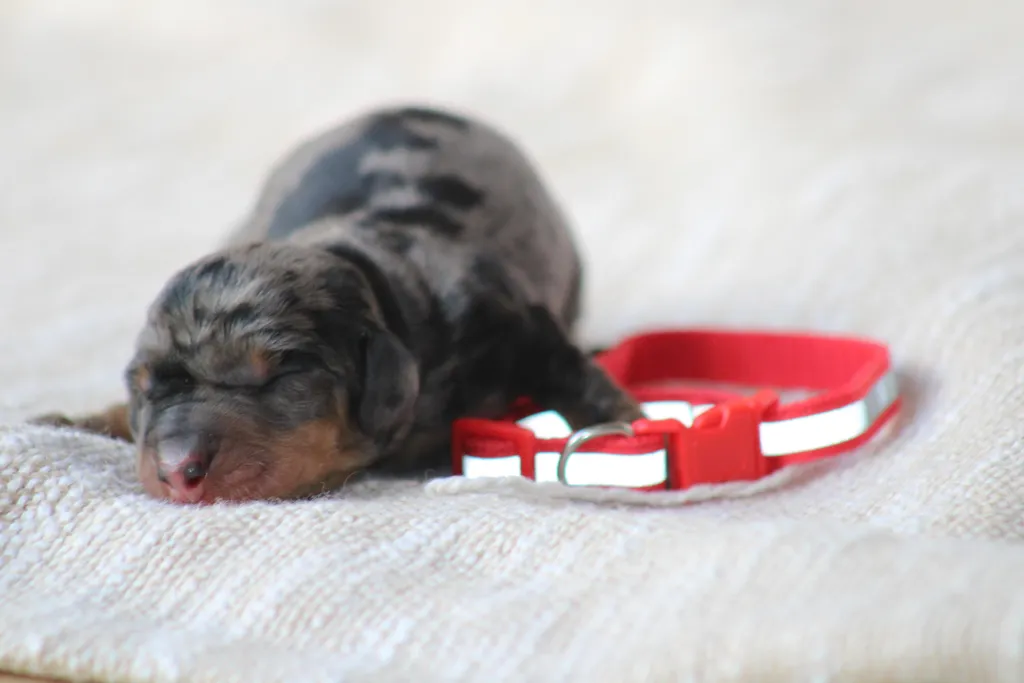 chiot femelle teckel couleur arlequin noir et feu fille champion