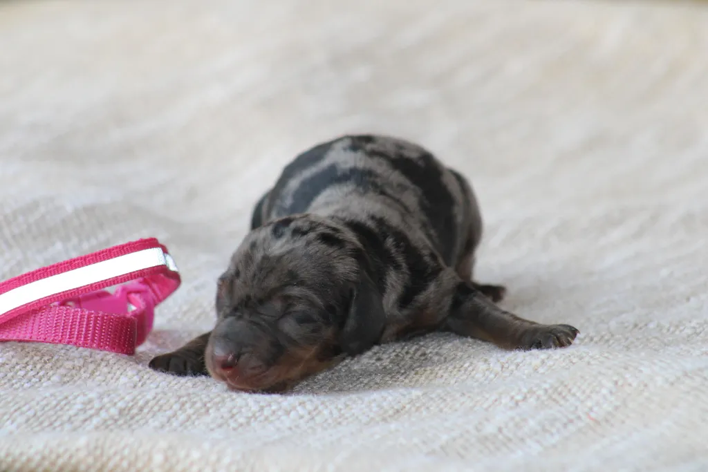 chiot femelle teckel couleur arlequin noir et feu fille champion