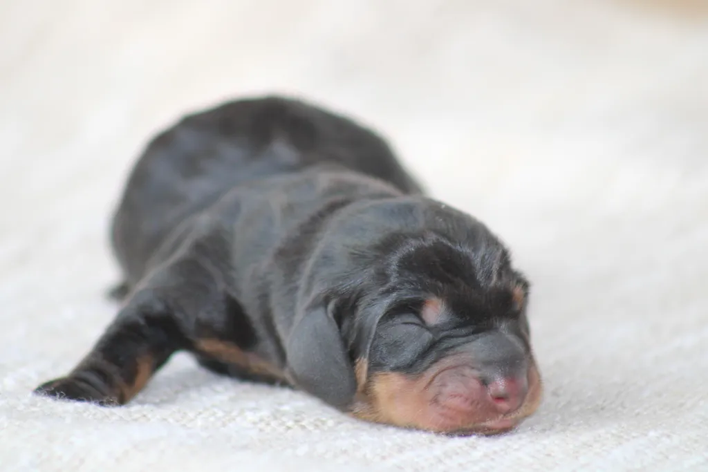 chiot femelle teckel couleur arlequin noir et feu fille champion